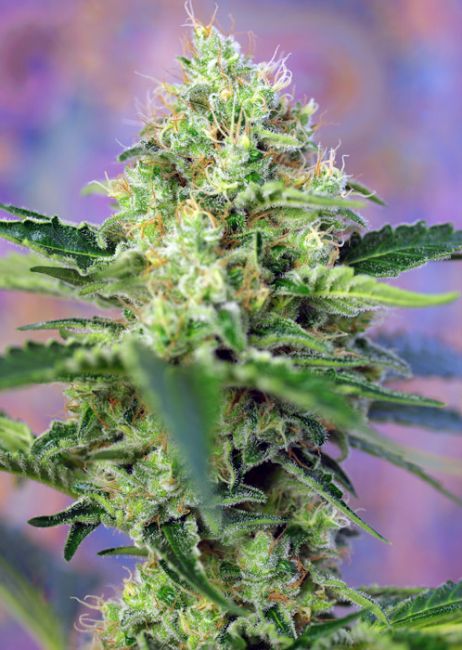 Sweet Seeds Crystal Candy Feminised Seeds