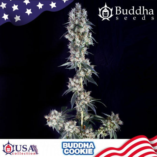 Buddha Seeds Buddha Cookie Feminised Seeds