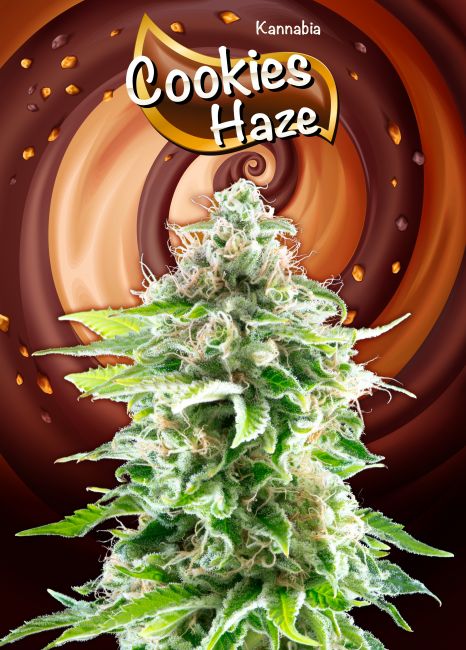 Kannabia Seeds Cookies Haze Feminised Seeds