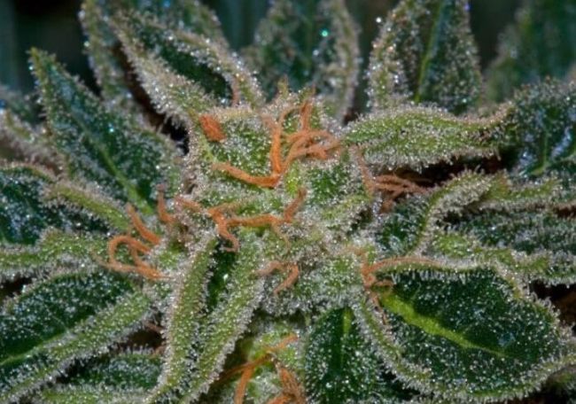 T.H. Seeds Skunk XXX Regular Seeds - 10+2 Seeds Free