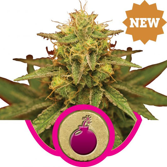 Royal Queen Seeds Royal Domina Feminised Seeds