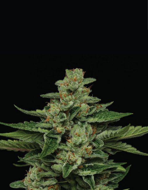 Humboldt Seed Co. Fortune Cookie Feminised Seeds