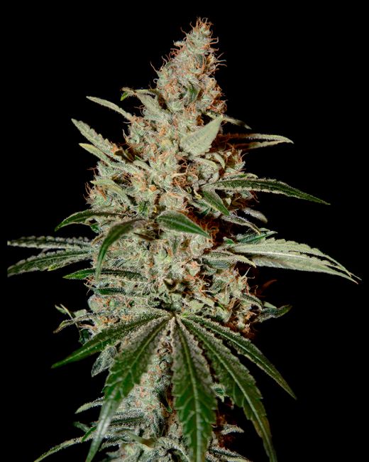 Greenhouse Seed Co. Chem Dog Feminised Seeds