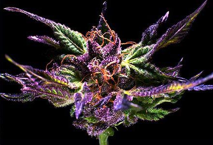 Grand Daddy Genetics Grand Daddy Purple Regular Seeds