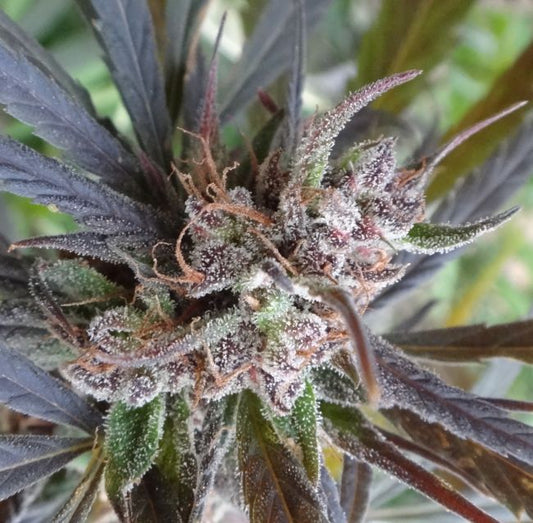 Ace Seeds Haze x Kali China Feminised Seeds