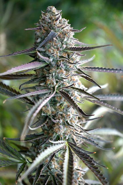 Humboldt Seed Org. Pineapple Chem Auto Feminised Seeds