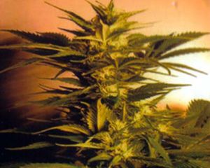 Kannabia Seeds Skunk + (Power Skunk) Feminised Seeds