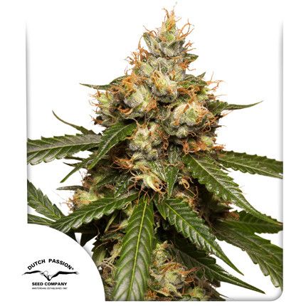 Dutch Passion THC-Victory Auto Feminised Seeds