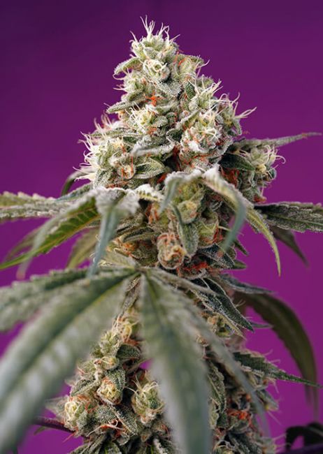 Sweet Seeds Bruce Banner Auto Feminised Seeds