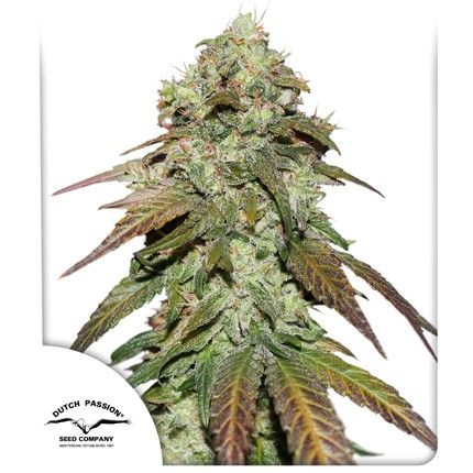 Dutch Passion Mazar CBD Feminised Seeds