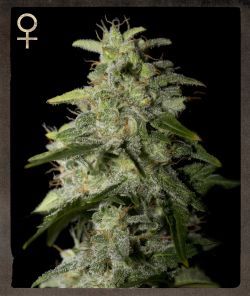 Greenhouse - Strain Hunters Money Maker Feminised Seeds