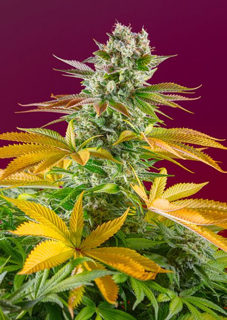 Sweet Seeds Gorilla Girl F1 FAST Feminised Seeds