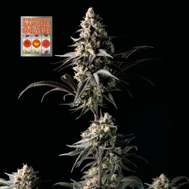 Seedsman Strawberry Banana Grape Feminised Seeds