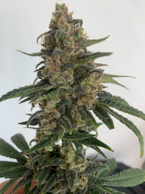 Resin Seeds Medtonic CBD Feminised Seeds