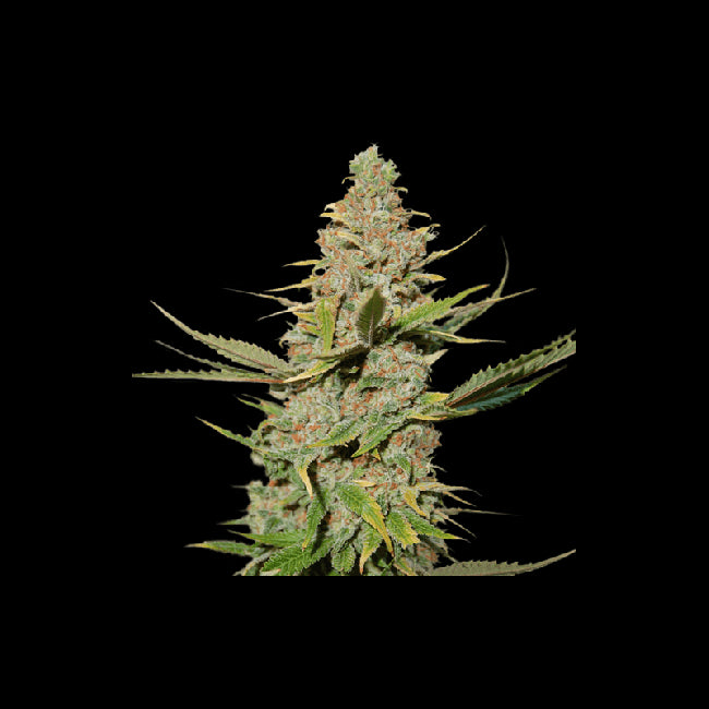 Super Sativa Seed Club Karel's Cookies Regular Seeds