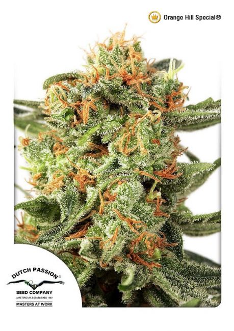 Dutch Passion Orange Hill Special Regular Seeds