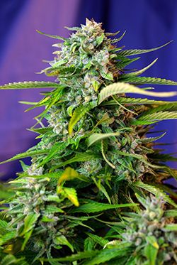 Sweet Seeds Jack 47 Auto Feminised Seeds