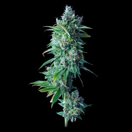 DNA Genetics 24K Gold Feminised Seeds