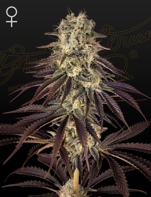 Greenhouse Seed Co. Kong's Krush Feminised Seeds