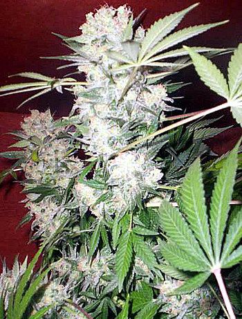 Serious Seeds White Russian Regular Seeds