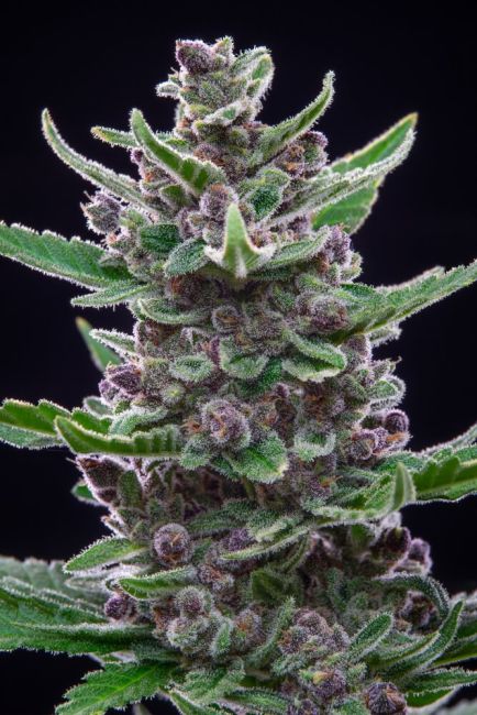 FastBuds Tropicana Cookies Auto Feminised Seeds