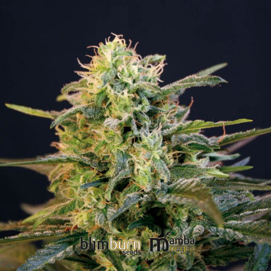 Blimburn Seeds Mamba Negra Feminised Seeds