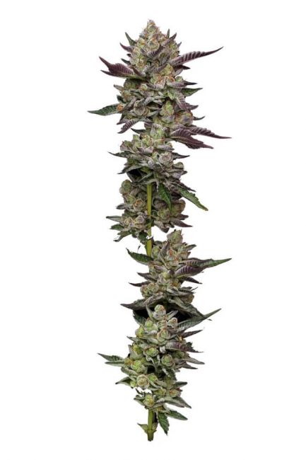 Humboldt Seed Co. Poddy Mouth Feminised Seeds