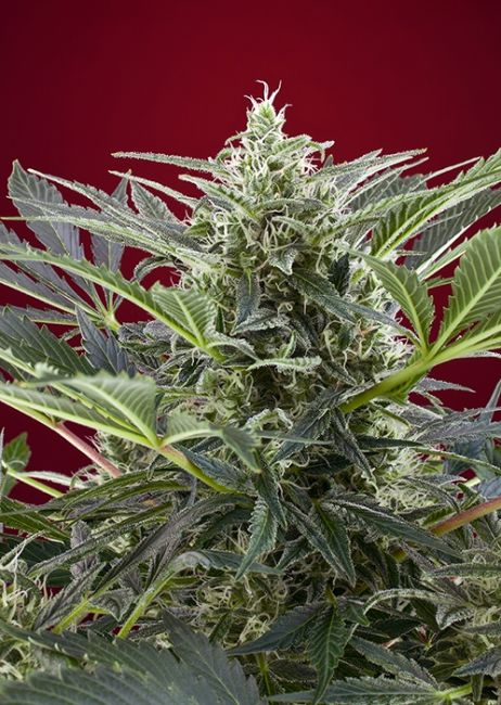 Sweet Seeds Cream 47 Feminised Seeds