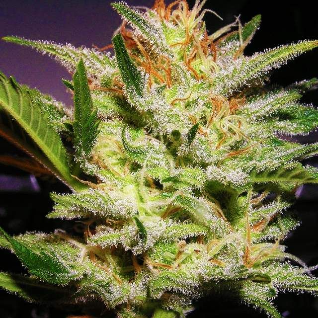 Nirvana Seeds Amnesia Haze Regular Seeds - 10 (formerly Haze #1)