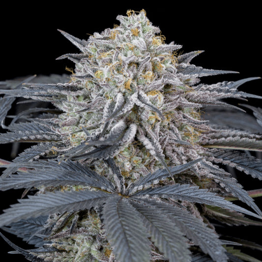 Silent Seeds Watermelon Runtz Feminised Seeds