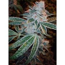 DNA Genetics Lemon OG Kush Feminised Seeds