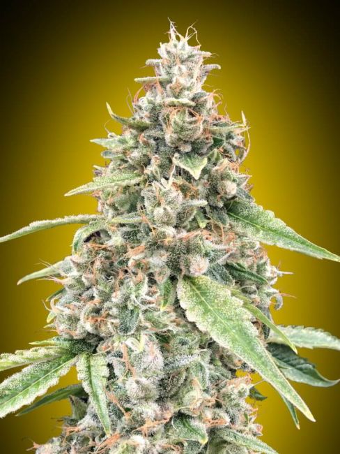 00 Seeds Lemon OG Auto Feminised Seeds