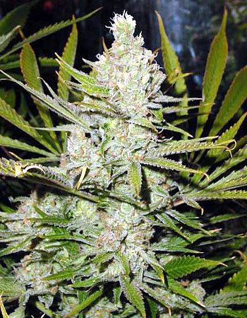 Mr Nice Seedbank Super Silver Haze Regular Seeds