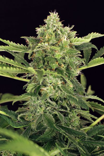 Exotic Seed Mango Cream Auto Feminised Seeds