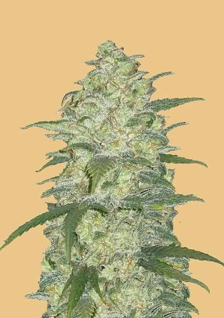 FastBuds Original White Widow Auto Feminised Seeds