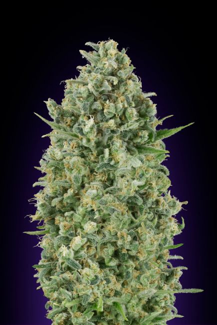 00 Seeds Critical Poison Feminised Seeds