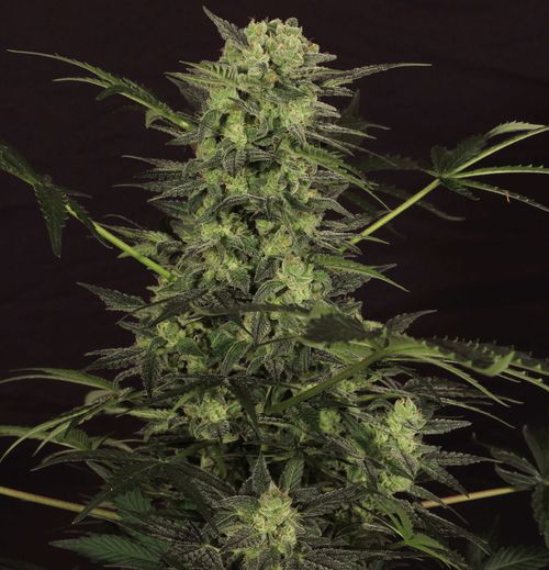 T.H. Seeds MK-Ultra Kush Auto Feminised Seeds - 10+