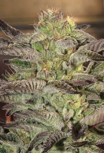 Mamiko Seeds Accord Feminised Seeds