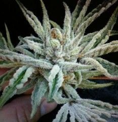 Cali Connection Buddha Tahoe OG Feminised Seeds