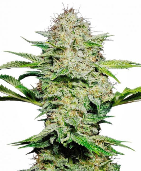 Sensi Seeds Sensi Skunk Auto Feminised Seeds