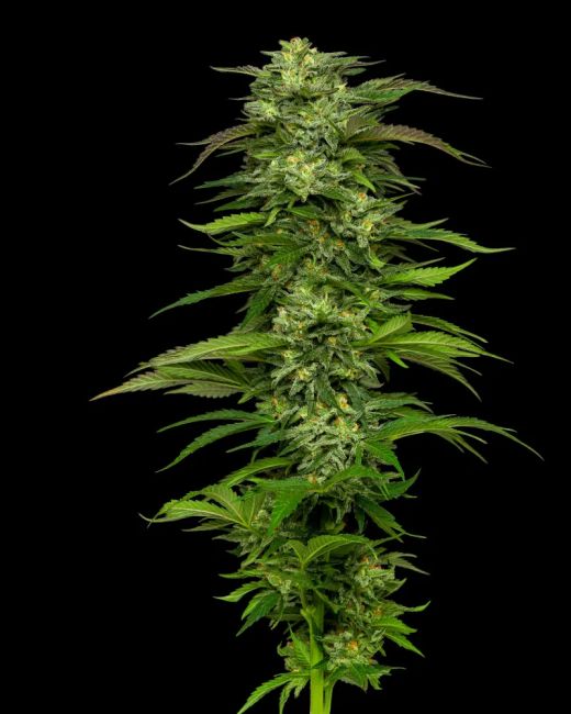 Humboldt Seed Co. Dream Queen Auto Feminised Seeds