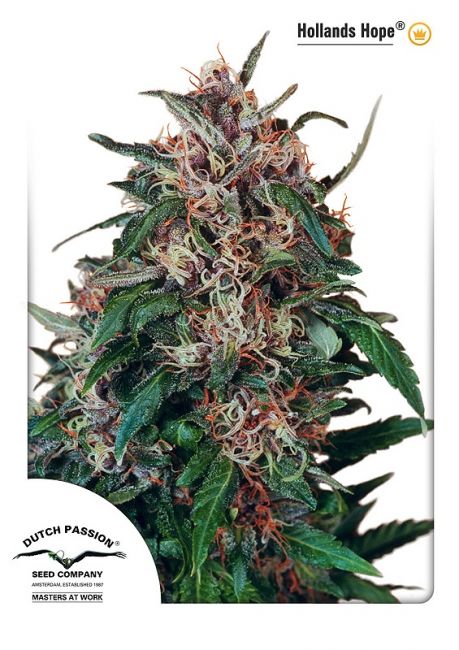 Dutch Passion Holland's Hope Feminised Seeds