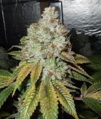 Cali Connection Larry OG Kush Feminised Seeds