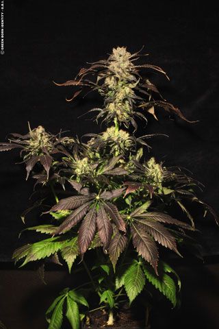 Paradise Seeds White Berry Feminised Seeds