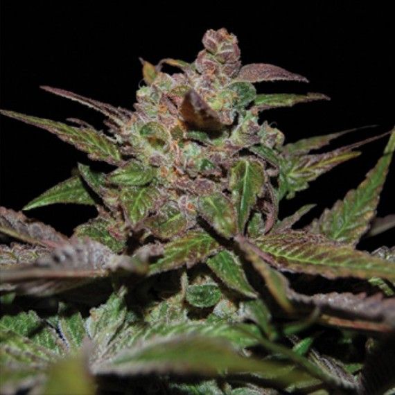 DNA Genetics Purple Wreck Feminised Seeds