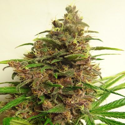 Ace Seeds Malawi x PCK Regular Seeds