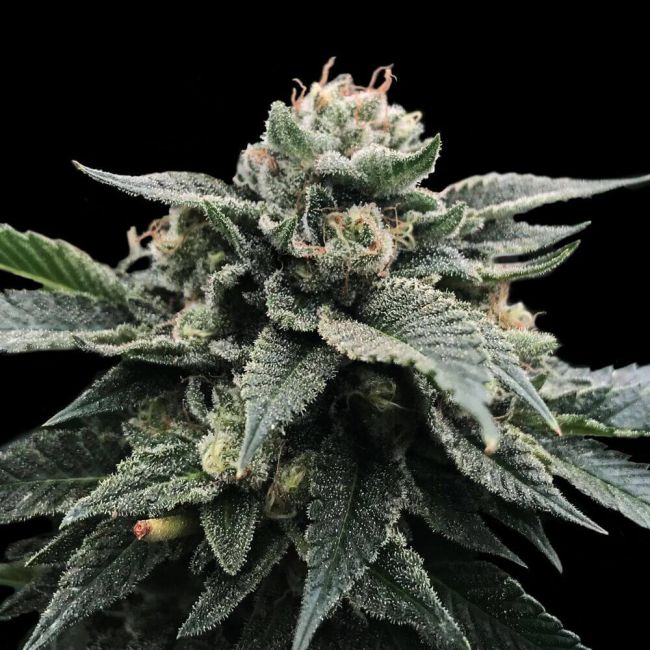 DNA Genetics Sorbet Stash Feminised Seeds (Sorbet Collection)