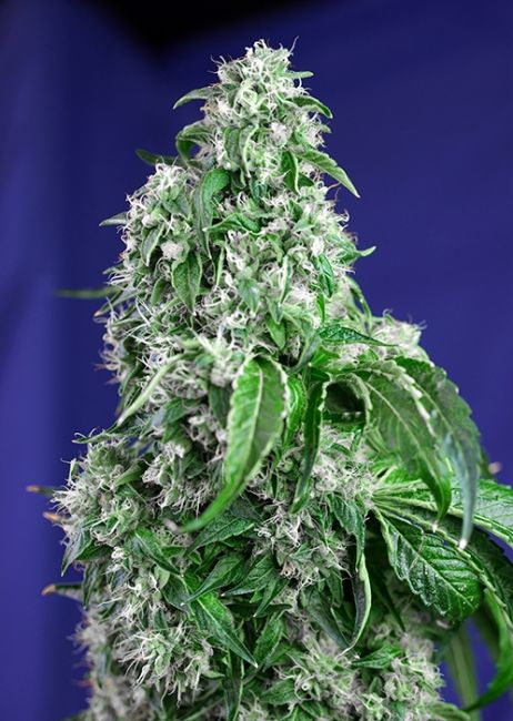 Sweet Seeds Big Devil F1 FAST Version Feminised Seeds