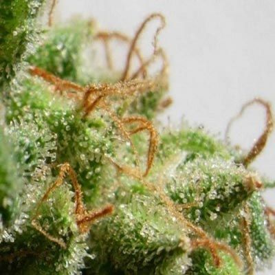 Ace Seeds Malawi Feminised Seeds