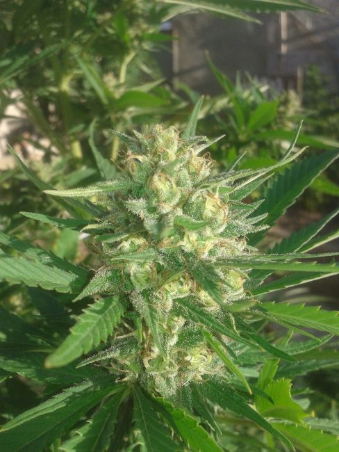 Female Seeds Sex Bud Feminised Seeds